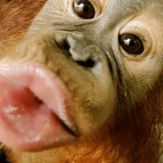 cutie monkey by irin＾∇＾ whatsapp stickers