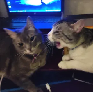 🤬 gato, animal, bravo, gritando, animal de estimação telegram sticker