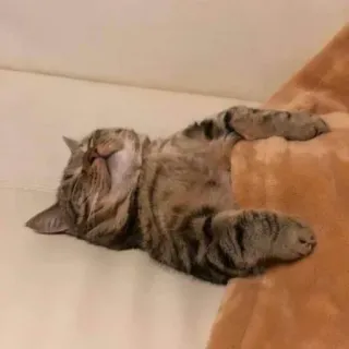 😴 chat, dormir, animal, animal de compagnie, félin, paresseux whatsapp sticker