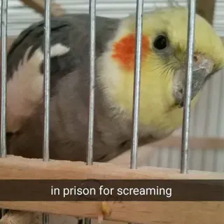 ☹ in prison for screaming oiseau, perroquet, calopsitte, cage, drôle, animal, animal de compagnie, criant telegram sticker