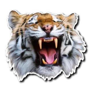 😌 tiger, animal, wildlife, cat, feline, sticker telegram sticker