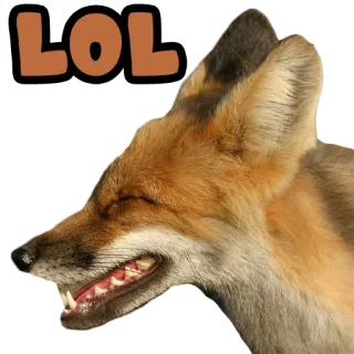 😀 LOL fuchs, lol, tier, witzig, meme whatsapp sticker