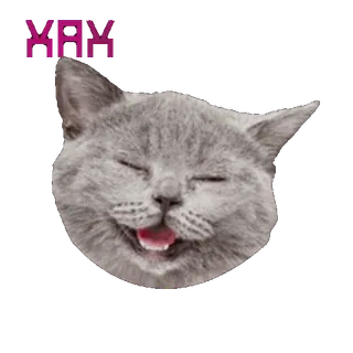😂 YAY cat, happy, joy, excited, cute, gray cat telegram sticker