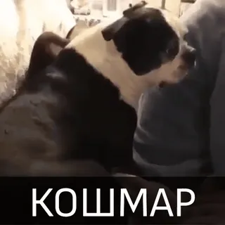 🤯 КОШМАР cane, bulldog, animale, animale domestico, incubo, incubo telegram sticker