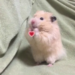 ❤️ хомяк, сердце, животное, милый, питомец, любовь telegram sticker