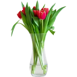 💐 ดอกไม้, ทิวลิป, แจกัน, ช่อดอกไม้, ดอกไม้สีแดง, การจัดดอกไม้, ธรรมชาติ, ฤดูใบไม้ผลิ telegram sticker
