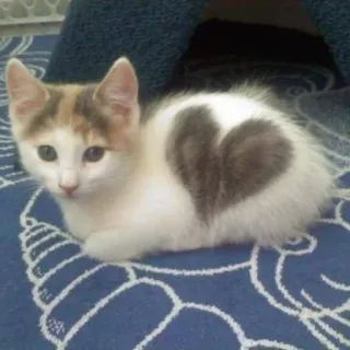 💓 gatto, gattino, cuore, animale, carino, animale domestico telegram sticker