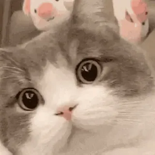 🐈 고양이, 귀여운, 사랑스러운, 애완동물, 동물, 새끼 고양이, 돼지 whatsapp sticker