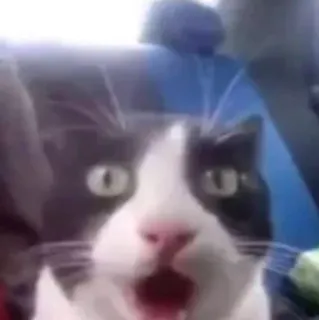 😱 chat, choqué, surprise, mème, drôle, animal telegram sticker
