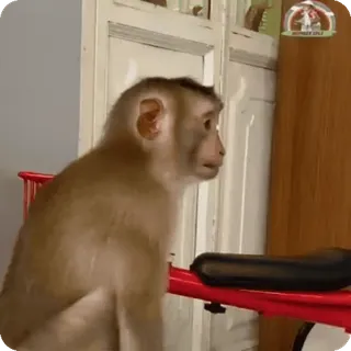🪷 MONKEY ONLY mono, animal, bicicleta, gracioso, simio, primate whatsapp sticker