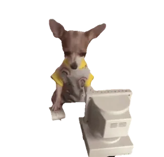 💻 chien, chihuahua, ordinateur, internet, mème, animal, mignon whatsapp sticker