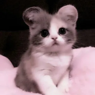 🗯 chat, chaton, mignon, animal, animal de compagnie, doux, kawaii telegram sticker
