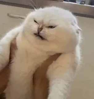 ☹️ cat, animal, funny, meme, white cat, pet telegram sticker