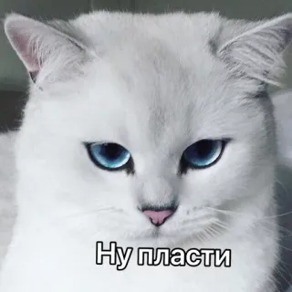 😔 Ну пласти 猫, 白猫, ミーム, ロシア, 面白い, 動物 telegram sticker