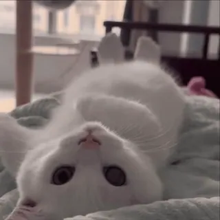🌟 猫, 白猫, ペット, 動物, 可愛い whatsapp sticker