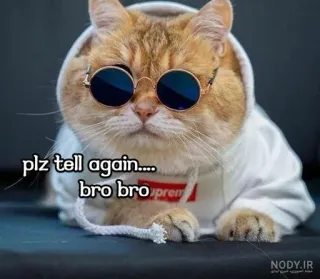 😆 plz tell again.... bro bro kucing, kacamata, hoodie, hewan, hewan peliharaan, meme telegram sticker