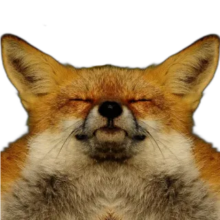🕶 fox, animal, cute, eyes closed, mammal, wildlife telegram sticker