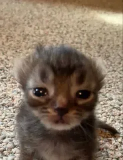 😢 chaton, chat, animal, animal de compagnie, mignon, domestique, félin telegram sticker