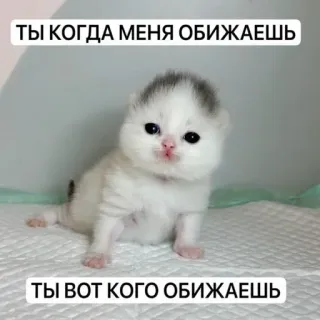 🥲 ТЫ КОГДА МЕНЯ ОБИЖАЕШЬ
ТЫ ВОТ КОГО ОБИЖАЕШЬ mèo con, dễ thương, buồn, động vật, meme, nga, bắt nạt telegram sticker