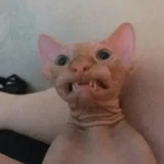 😡 gato, esfinge, gato sem pelo, animal de estimação, animal, engraçado whatsapp sticker