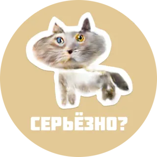 🤔 СЕРЬЁЗНО? gatto, russo, seriamente, domanda, divertente, animale whatsapp sticker