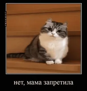 😒 нет, мама запретила cat, kitten, stairs, funny, meme, animal whatsapp sticker