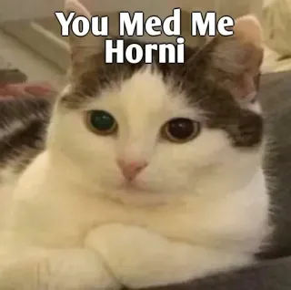 👀 You Med Me Horni cat, meme, funny, animal, humor, text whatsapp sticker