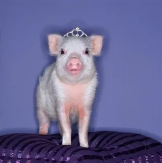 🌟 schwein, prinzessin, krone, tier, süß whatsapp sticker