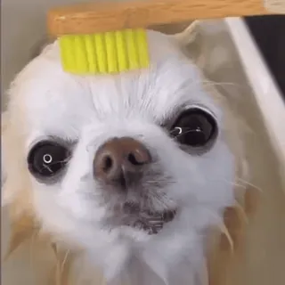 ☺️ dog, chihuahua, brush, pet, grooming, animal, cute whatsapp sticker