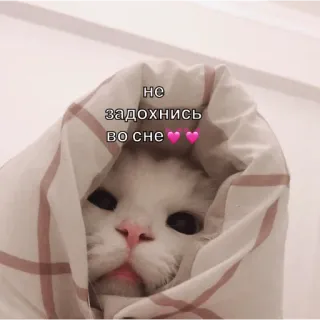 ❣️ НЕ задохнись во сне kucing, lucu, binatang, meme, tidur, selimut whatsapp sticker