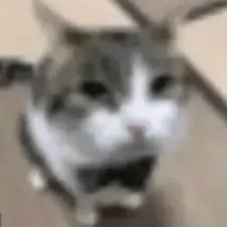 😟 Sad Cat whatsapp sticker
