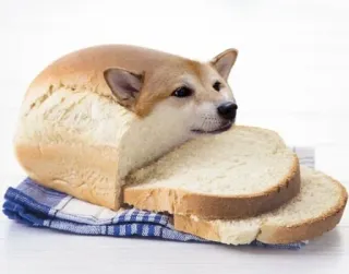 ❤️ dog, bread, shiba inu, funny, meme, food, animal telegram sticker