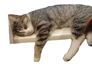 🥱 kucing, hewan, tidur, tabby, hewan peliharaan, kucing domestik whatsapp sticker