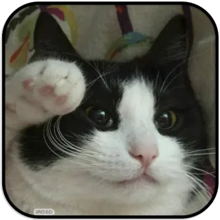 👌 chat, animal de compagnie, animal, mignon, noir et blanc, félin whatsapp sticker