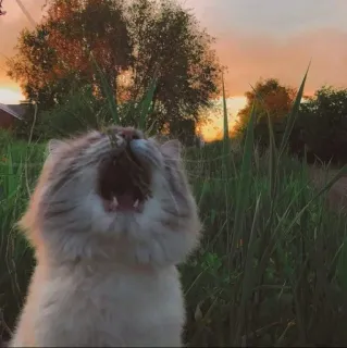 😱 cat, yawning, sunset, grass telegram sticker