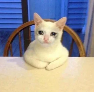 🥺 cat, sad, cute, crying, animal, white telegram sticker