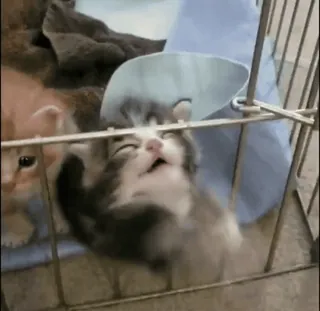 🥰 kitten, kat, kegel, huisdier, dier, schattig, katachtig whatsapp sticker