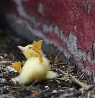 🌟 pato, patito, lindo, animal, ave, amarillo, bebé telegram sticker