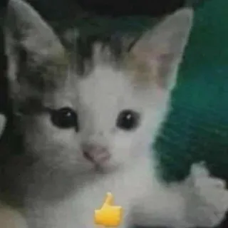 🤐 kucing, anak kucing, binatang, jempol ke atas whatsapp sticker