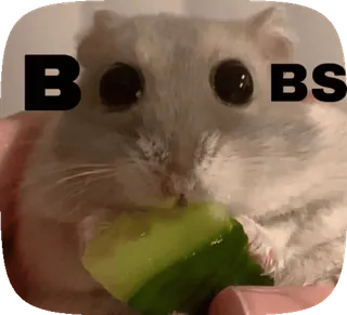 🍋 BOBS hamster, cucumber, bobs, meme, funny, rodent, eating telegram sticker