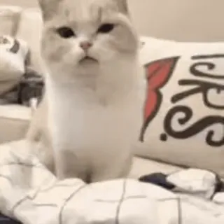 💞 猫, 可爱, 动物, 家猫, 猫科动物, 宠物 telegram sticker