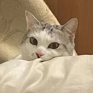 🥺 chat, chaton, animal, animal de compagnie, mignon, chat domestique, mammifère, félin whatsapp sticker