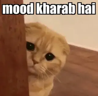 👀 mood kharab hai gato, triste, ánimo, molesto, lindo, meme telegram sticker