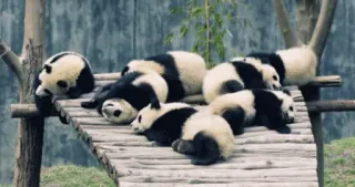 😑 pandas, animals, cute, bears, wildlife, nature telegram sticker