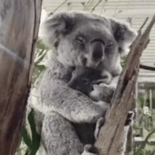 🐨🌿  @this_is_sticker_party whatsapp stickers