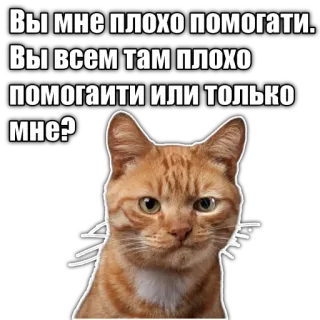 🥺 Вы мне плохо помогати. Вы всем там плохо помогаити или только мне? cat, funny, meme, russian telegram sticker