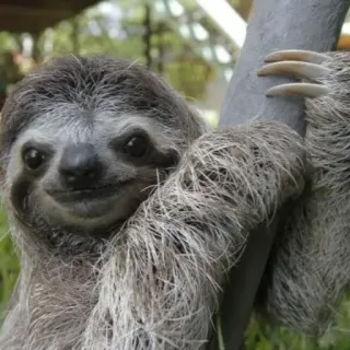 🙂 bradipo, animale, carino, albero, fauna selvatica, natura telegram sticker
