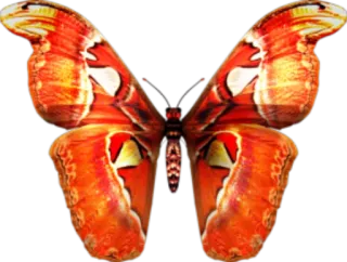 🐝 butterfly, insect, orange, wings, nature whatsapp sticker