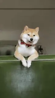 🐕 Hund, Shiba Inu, Haustier, Tier, Fliege, süß telegram sticker
