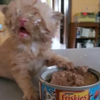 😂 Friskies 猫, 子猫, ペット, フード, フリスキー, 動物, かわいい whatsapp sticker